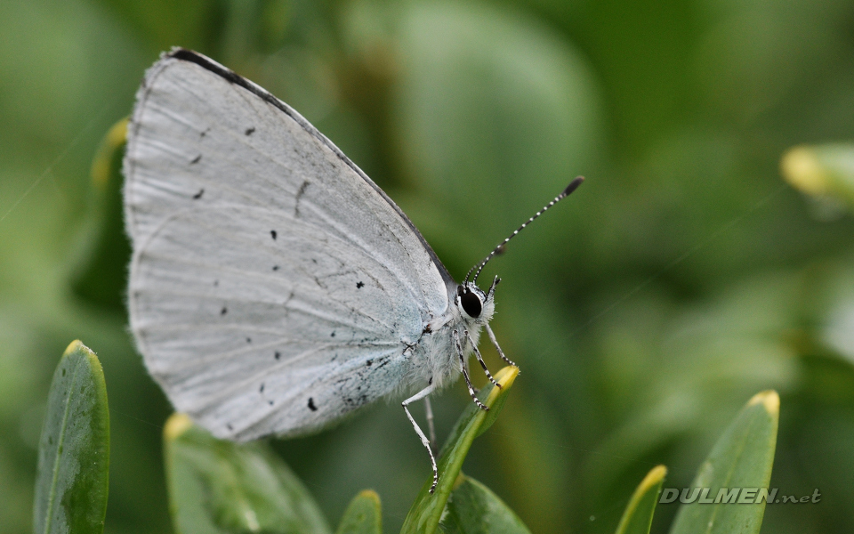 Boomblauwtje (Celastrina argiolus)